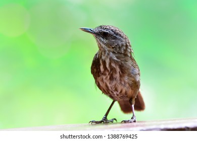 Clean shot of Greyish Limestone-babbler (Turdinus crispifrons) fascinated dark brown camouflage bird perching on limestone rock mountain most needed to see in U-thai Thani, Thailand