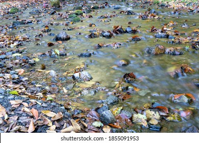 clean stream in the forest