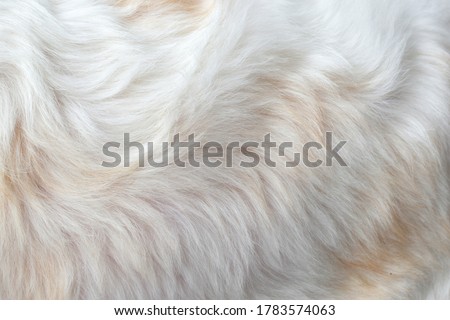Clean white fur texture using abstract background wallpaper design