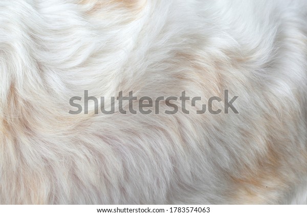 Clean white fur texture using abstract background\
wallpaper design