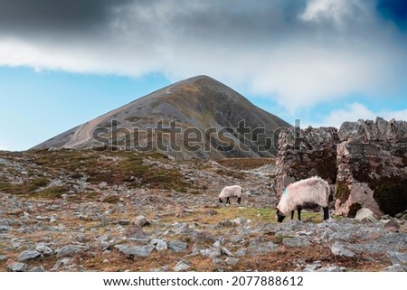 Clean wool sheep grazing grass in a mountains. Croagh Patrick peak in the background. Irish landscape. County Mayo, Ireland. Walking path leads to the peak