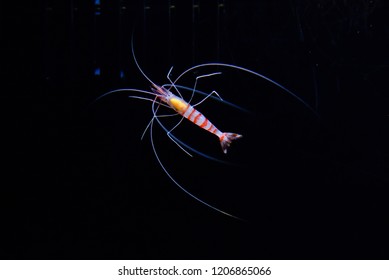 Cleaner Shrimp In Aquarium