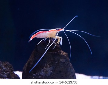 A Cleaner Shrimp In Aquarium