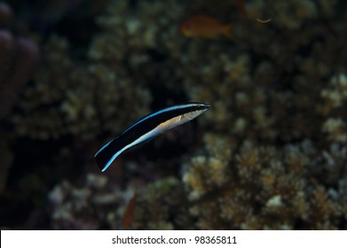 Cleaner Wrasse