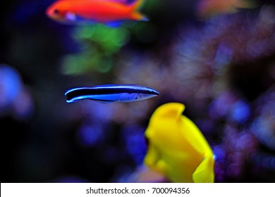 Cleaner Wrasse In Aquarium