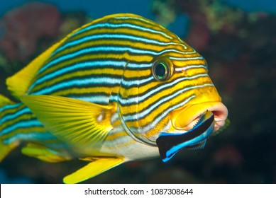 Cleaner Wrasse Working