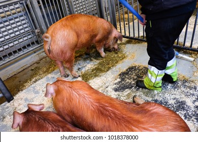 Cleaners In The Farm Pig.