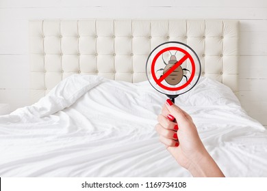 Cleaness And Purity Concept. Unrecognizable Female With Red Manicure Hold Lens With Stop Insects Sign Detects Bed Bugs. No Bugs There. Checking Sanitation Conditions In Hotel Room