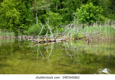 The Cleanest River In Poland - Krutynia, Polish Masuria Lake District, Nature Reserve.