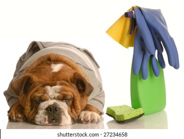 cleaning up after a bad dog - english bulldog with spray bottle and sponge