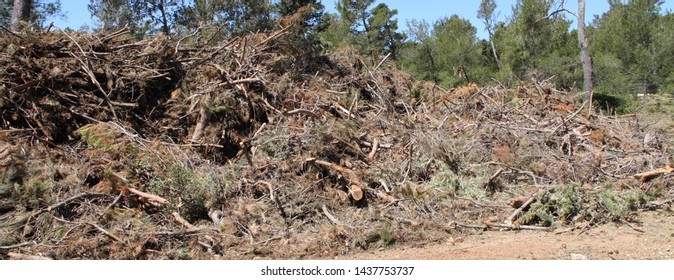 Cleaning Up After A Storm Damage In A Pine Forest