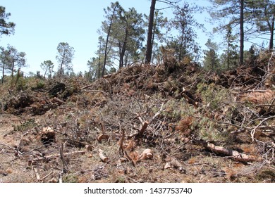 Cleaning Up After A Storm Damage In A Pine Forest