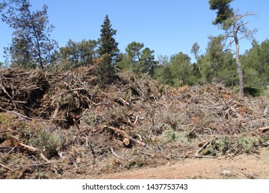 Cleaning Up After A Storm Damage In A Pine Forest