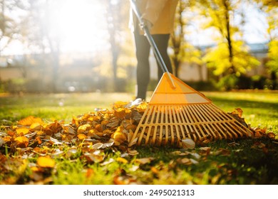 Cleaning up autumn fallen leaves. A pile of fallen leaves is collected with a rake on the lawn in the park. Concept of volunteering, cleaning, ecology. - Powered by Shutterstock