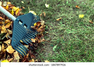 Cleaning Autumn Leaves In The Garden With A Plastic Rake. Concept Of Preparation For Winter And Composting. Close Up