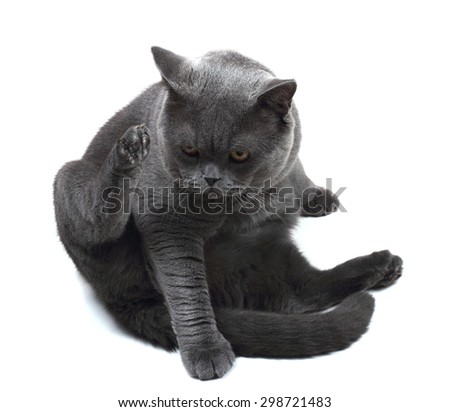 Similar – Image, Stock Photo cat wash Animal Pet Cat