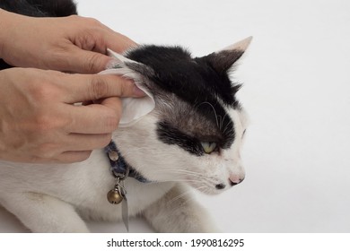 Cleaning The Cats Ears With Ear Wipes, Help Relieve Itching And Reduce Odors. Pet Health Care Concept