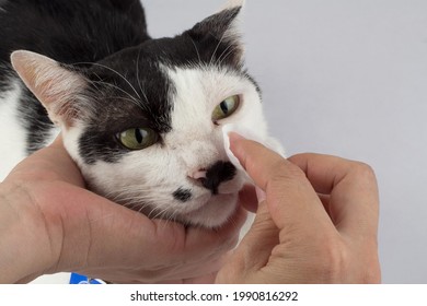 Cleaning The Cats Eyes With Eye Wipes, Help Relieve Tear Stains. Pet Health Care Concept