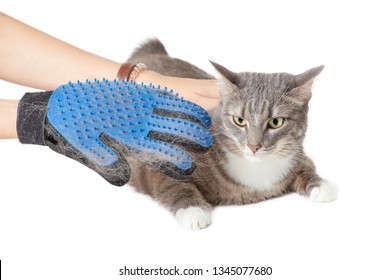 Download Pet Hair Remover High Res Stock Images Shutterstock