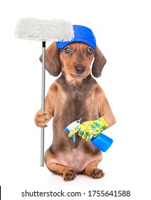 Cleaning concept. Dachshund puppy wearing blue cap holds spray and mop in it paw. isolated on white background