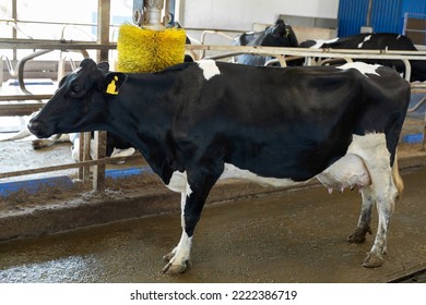 Cleaning Cows With A Brush On A Farm, Equipment For A Cow Farm, Cowshed