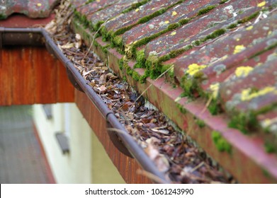 Cleaning dirty gutter from moss and leaves. Building with unclean tile roof after winter. Spring cleaning.