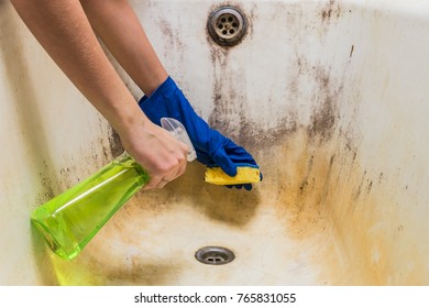 Cleaning Dirty Old Bathtub With Corrosion And Mould With Detersive. Hands In Blue Rubber Worker Handgloves Hold Sponge And Spray With Detergent Clean Bath Tub Covered In Fungus, Dirt And Mold