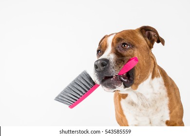 dog cleaning