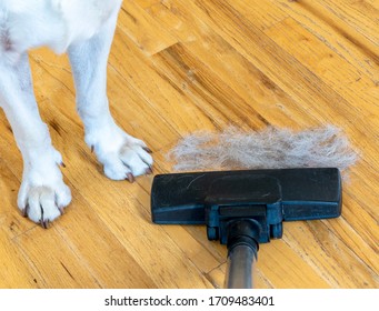 Cleaning up dog hair by sweeping and vacuuming a pile of it - paws and legs of a Labrador retriever standing nearby 