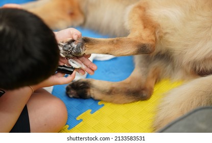 Cleaning Dog Paw Or Foot In House