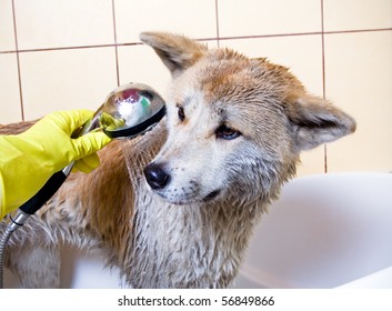 Cleaning The Dog, Purebred Akita Inu In Bath