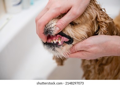 Cleaning dog teeth service. Close-up of dog teeth. View of hands. Tartar on dog teeth. - Shutterstock ID 2148297073