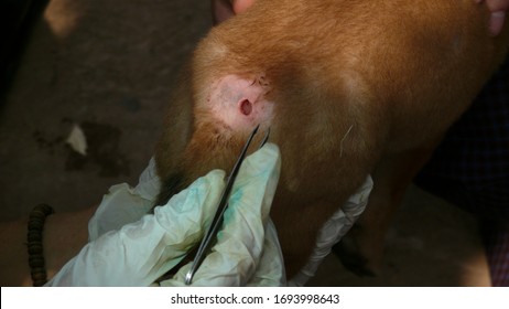 Maggots in wound on dog