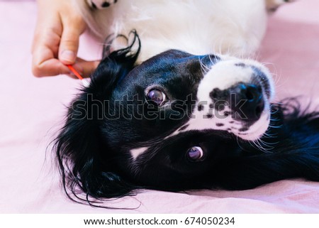 Cleaning dog's ears with a cotton stick