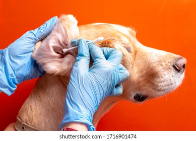 Cleaning the dog's ears. The doctor examines the dog's ears