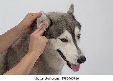Cleaning The Dogs Ears With Ear Wipes, Help Relieve Itching And Reduce Odors. Pet Health Care Concept