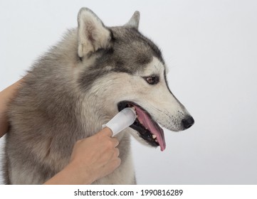 Cleaning The Dogs Tooth With Dental Finger Wipes, Help Reduce Plaque And Freshen Breath. Pet Health Care Concept