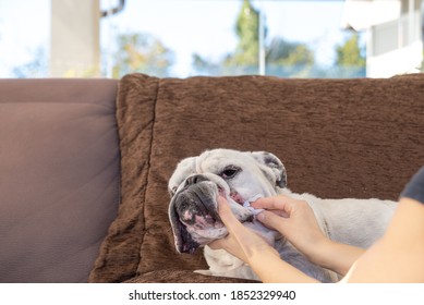 Cleaning English Bulldog Wrinkles. Dog Grooming