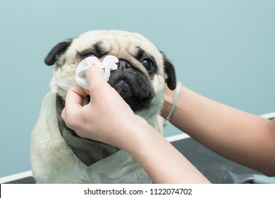 Cleaning the eyes with a hygienic pad of a Mops dog
