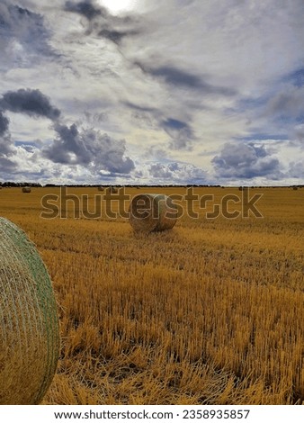 Cleaning a field in the village. Sheaves of straw in the field