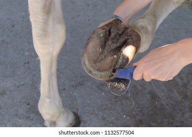 Cleaning The Fork Of A Horse Shoe With A Brush