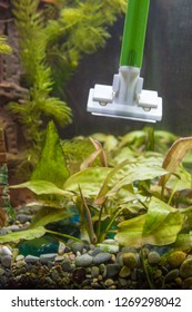 Cleaning The Glasses In The Aquarium From Algae Using A Scraper