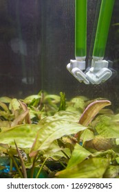 Cleaning The Glasses In The Aquarium From Algae Using A Scraper