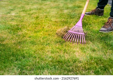 Cleaning up the grass with a rake. Aerating and scarifying the lawn in the garden. Improving the quality of the lawn by removing old grass and moss. - Shutterstock ID 2162927691