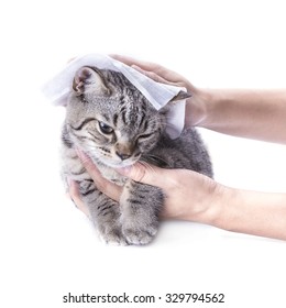 Cleaning Hair Cat By Baby Wipes ,isolated On White Background.