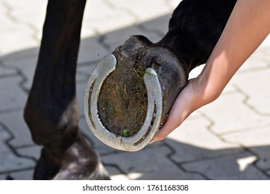 Cleaning a horseshoe near a horse - Powered by Shutterstock