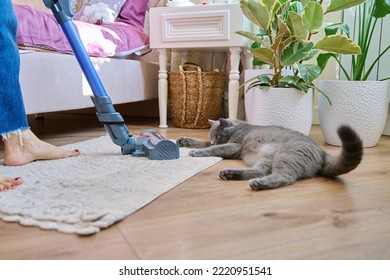 Cleaning House With Vacuum Cleaner, Female With Pet Cat