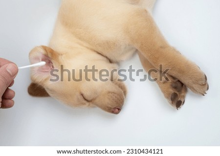 Cleaning labrador puppy ear with stick close up view