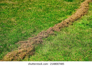 Cleaning The Lawn From Dry And Rotten Grass After Winter. Green Lawn After Winter Close-up. Spring Grass Care