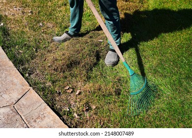 Cleaning The Lawn From Dry And Rotten Grass After Winter. Green Lawn After Winter Close-up. Spring Grass Care